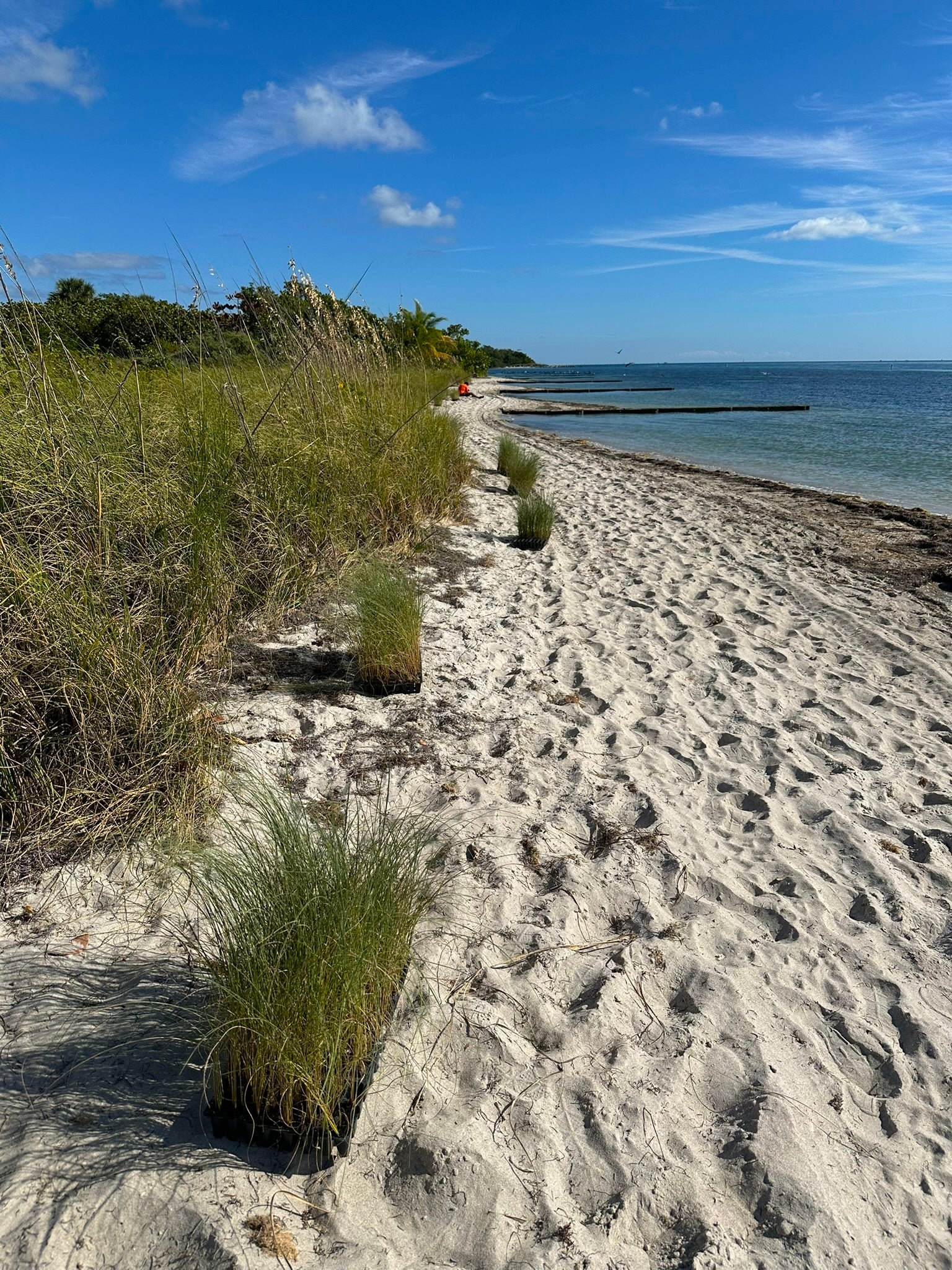 Watershed Restoration: Miami, FL
